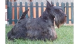 Scottish Terrier.  Ch. Dundee Boogie Woogie.