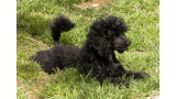 Caniche. Camada 3N. La Cadiera Negra Flor. 3meses.