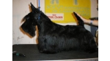Scottish Terrier. De Magic Illusions Acdc At Treysas´s. Scottish Terrier. De Magic Illusions Acdc At Treysas´s.
