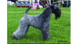 Kerry Blue Terrier.