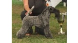 Kerry Blue Terrier. Dinnyesvarosi Gezenguz.