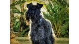 Kerry Blue Terrier.  Jr. Ch. Casiopea de La Cadiera. Casi Cas