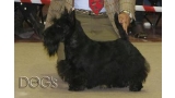 Scottish Terrier.  Ch. Aryzol Neveah.