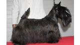 Jerrymor Norma At Treysas. Scottish Terrier. Jerrymor Norma. Jerrymor Norma At Treysas. Scottish Terrier. Jerrymor Norma.
