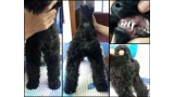 Kerry Blue Terrier. La Cadiera Imperator. Varias vistas