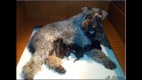 Kerry Blue Terrier. Ekstrim Show Norway de La Cadiera. Tatyana con su camada