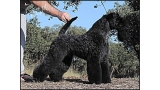 Kerry Blue Terrier. La Cadiera En Estado Puro.