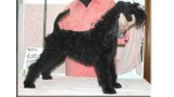 Kerry Blue Terrier. Lucy Liu de La Cadiera. 