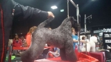 Kerry Blue Terrier. Roberto con la Multi Ch. Bluemont Analivia Purabella de La Cadiera