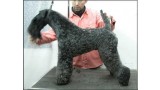 Kerry Blue Terrier. Ch. Amit De Futuro Box at La Cadiera. 