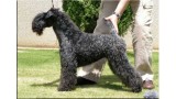 Kerry Blue Terrier. La Juli de La Cadiera