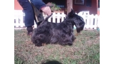 Scottish Terrier.  Ch. Dundee Boogie Woogie.