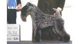 Kerry Blue Terrier. Ch. Aran Ferbane. 