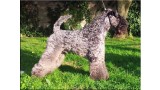 Kerry Blue Terrier. Ch. Watson de La Cadiera. 