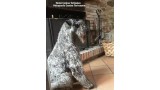 Kerry Blue Terrier. Ch. Watson de La Cadiera.