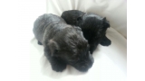 Scottish Terrier. Camada C.