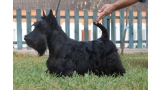 Scottish Terrier. Sir Treysas Von Tinsdal.