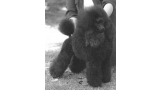 Caniche.  Ch. Lyca Trick Question.