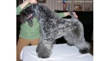 Kerry Blue Terrier. Eran Royal Hotrok Iz Kraya Malahita.