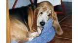 Basset Hound. Tecla. 