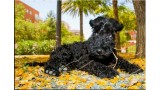 Kerry Blue Terrier. Nua de cachorrita