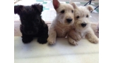 Scottish Terrier. Camada M.