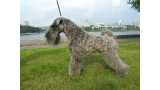 Kerry Blue Terrier. Ch. Vesennyaya Siren.  Kerry Blue Terrier. Ch. Vesennyaya Siren.