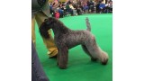 Kerry Blue Terrier. Ch. Awen de Liott. CCC Best Bitch BOS.