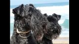 El B.I.S. de La Cadiera. Kerry Blue Terrier. Kasper   Morita