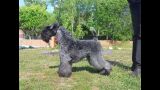 Kerry Blue Terrier. Ch. Reina de Saba de La Cadiera at Bluemont. Exc. 2 - RCAC. 