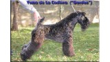 Kerry Blue Terrier. Yuma de La Cadiera. 