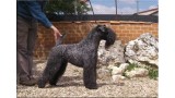 Kerry Blue Terrier. El B.I.S. de La Cadiera.