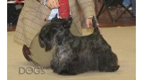 Scottish Terrier.  Ch. Dundee Boogie Woogie.