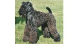 Kerry Blue Terrier. Lescareiot Gorgious George.
