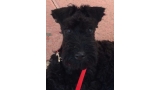 Kerry Blue Terrier. Camada 3K. La Cadiera Krystal Ocean con 3 meses.