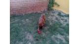 Coco jugando en su parque de la Residencia Canina La Cadiera en Avila