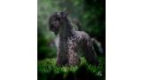 Kerry Blue Terrier. Multi Ch. La Cadiera Geisha.
