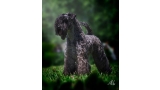 Kerry Blue Terrier. Camada 3i.