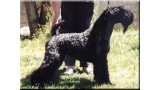 Kerry Blue Terrier. Humo de La Cadiera at Maloa. 