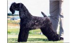 Kerry Blue Terrier. Ch. Ibiut Prays Blue at La Cadiera. Kerry Blue Terrier. Ch. Ibiut Prays Blue at La Cadiera.