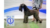 Kerry Blue Terrier. La Cadiera Fenomeno Azul.