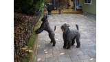 Kerry Blue Terrier. Lolita y Ferbane