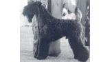 Kerry Blue Terrier. Arranshire Pioneer.