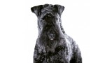 Kerry Blue Terrier. Ch. La Cadiera Diamonds Are Forever.