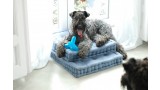 Kerry Blue Terrier. Clarita y Camilo