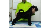 Kerry Blue Terrier. Camada 3H. La Cadiera Hattori Hanzo.