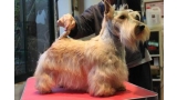 Scottish Terrier. Killisport Lady Casandra.