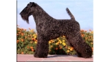 Kerry Blue Terrier.  Multi Ch. Terciopelo Azul de La Cadiera at Dinnyesvarosi. Kerry Blue Terrier.  Multi Ch. Terciopelo Azul de La Cadiera at Dinnyesvarosi.