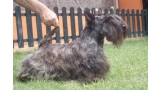 Scottish Terrier. Marilyn De Treysas.