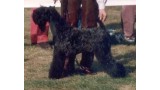 Ch. Louisburgh She´s Cute. Kerry Blue Terrier. Ch. Louisburgh She